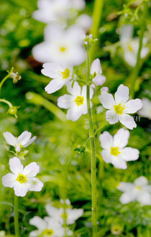 水紫(hotonia palustris)